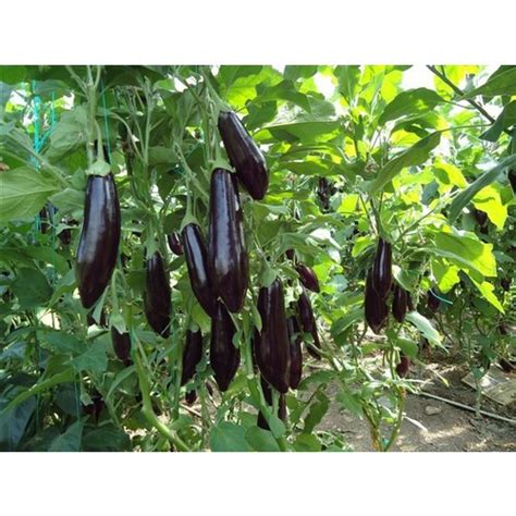 AYDIN SİYAHI 55 PATLICAN TOHUMU