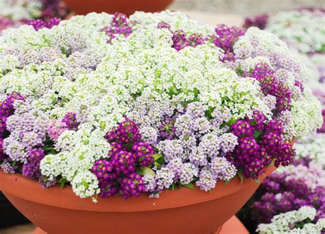 Alyssum Magical Mix – korrelseeds