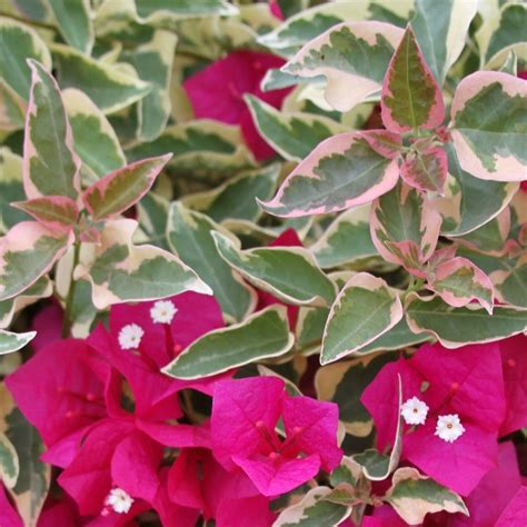 Buy Bougainvillea Variegated Pink Plant online at best price