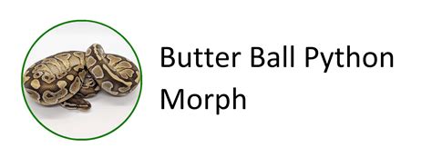 Image result for Butter Ball Python Morph