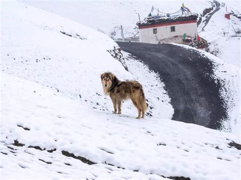 Langza: Spiti's incredible fossil village is an unexplored gem in the ...