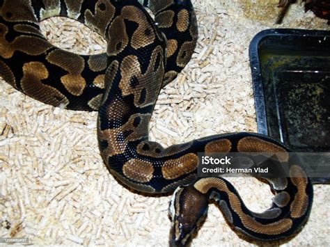 Image result for Reticulated Python Cage