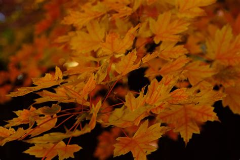 Python Code Editor iPad 的图像结果