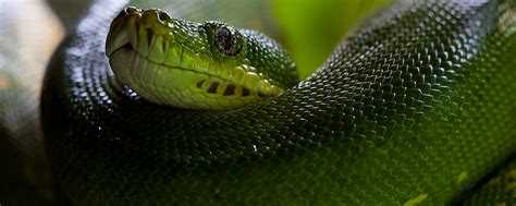 Python Snake Wallpapers - Wallpaper Cave