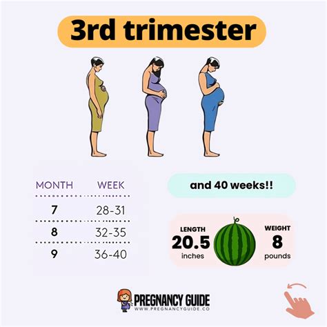 First-Trimester Weeks 的图像结果