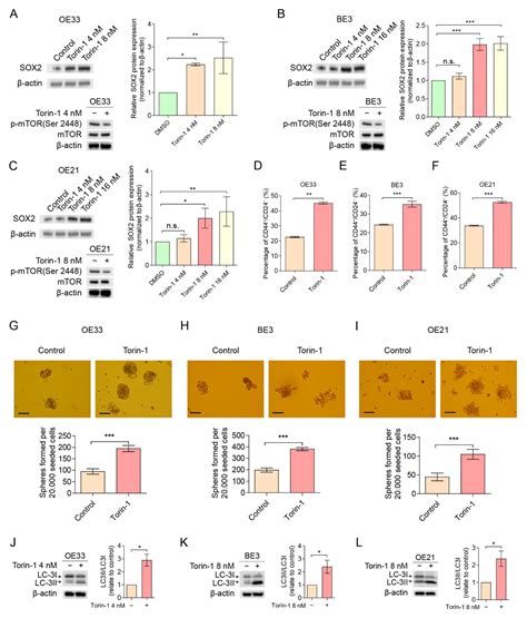 Role of mTOR through Autophagy in Esophageal Cancer Stemness