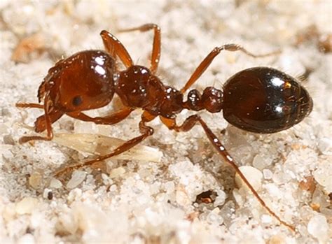 Killing Fire Ants With Dawn Dish Soap: Procedures | Pestclue