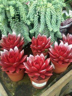 150 ideias de Casa e jardim | jardim, jardinagem, orquídeas