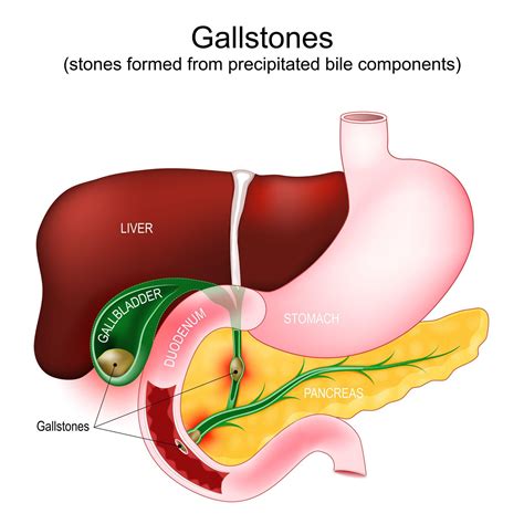 Pancreas Liver And Gallbladder Diagram
