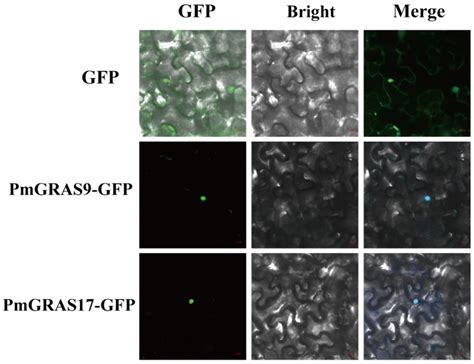 Transcriptome-Wide Identification of the GRAS Transcription Factor ...