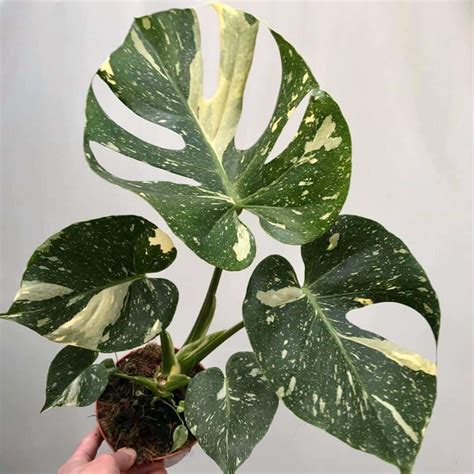 Monstera Thai Constellation Care, Propagation and for Sale - Homes Pursuit
