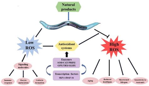 Oxidation and Antioxidation of Natural Products in the Model Organism ...
