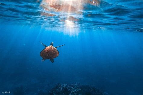 Okinawa Miyakojima Swim with sea turtles! Exciting snorkeling ...