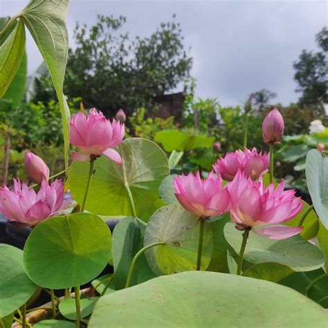 Liangli Micro Lotus Tuber | Mini Lotus for Bowls & Small Water Gardens ...