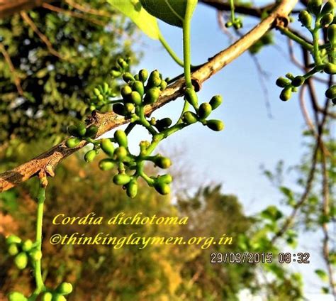 Medicinal Plant Details