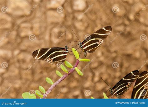 Two Zebra Longwing Butterflies on Same Leaf Facing Each Other. Stock Photo - Image of animal ...