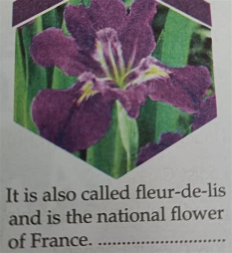 It is also called fleur-de-lis and is the national flower of France ...