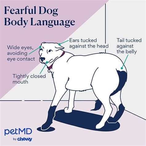 How To Read Your Dog's Body Language | PetMD