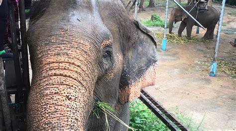 RIVER KWAI ELEPHANT VILLAGE RESORT (Kanchanaburi) - Resort Reviews ...