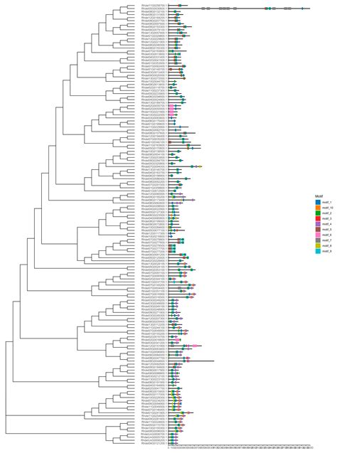Genome-Wide Identification of the bHLH Gene Family in Rhododendron ...