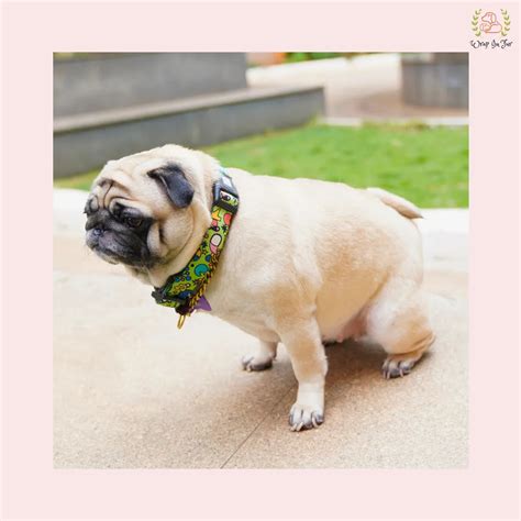 Green Fab Collar – Wrapinfur