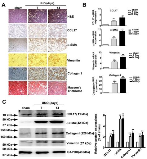 Cells | Special Issue : Developmental Origins of Kidney Disease and ...