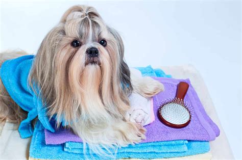 Shih Tzu Grooming Supplies