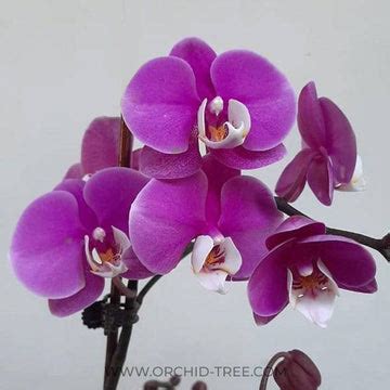 Blooming Orchid | Moth Orchid Flower Colors | Orchid-Tree