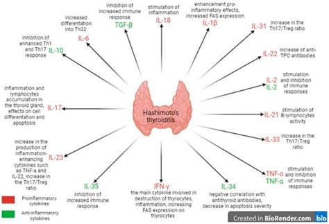 The Role of the Immune System in the Course of Hashimoto’s Thyroiditis ...