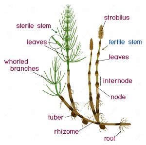 Equisetum - Classification, Structure, Reproduction And Life Cycle