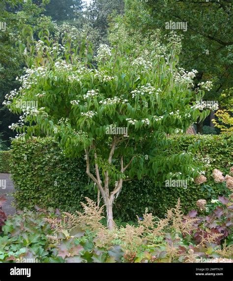 Seven Sons of Heaven shrub (Heptacodium miconioides), Rhododedronpark ...