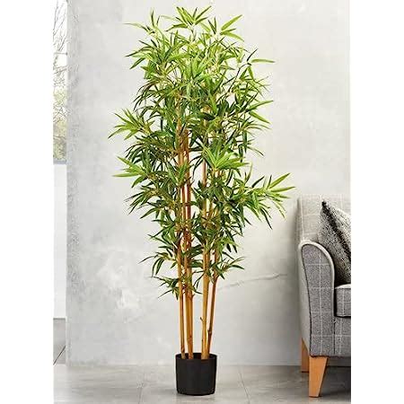 ShopCaart Golden Bamboo Healthy Live Plant For Indoor and Outdoor, Pack ...