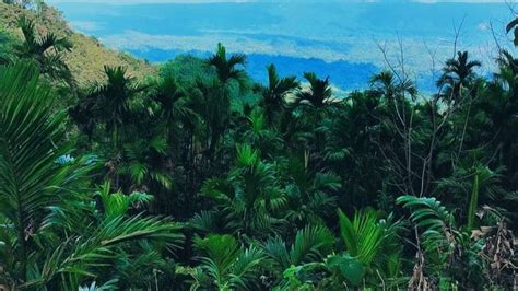 Tripura: Jampui areca nuts farmers plead for Govt help for market and ...