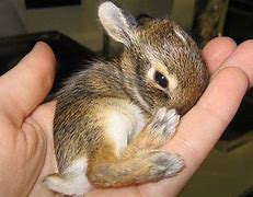 Image result for Tiny Baby Wild Rabbit