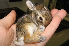 Image result for Baby Wild Rabbit Standing