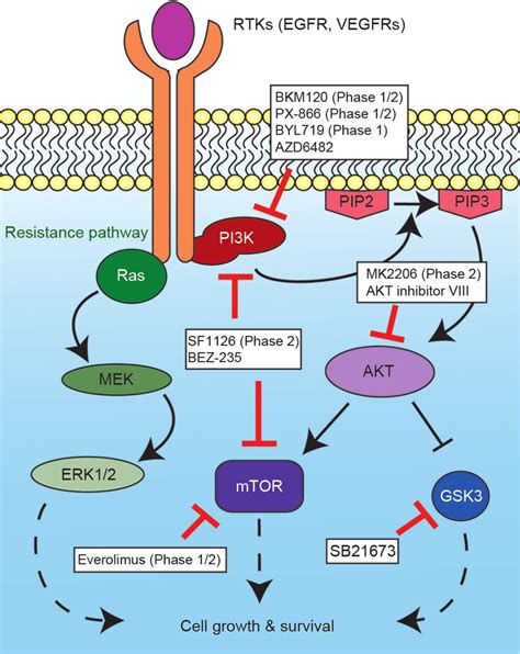 Image result for PI3K Pathway