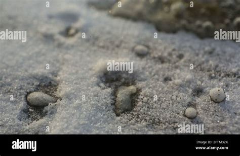 Image result for H2O2 Fizzing Reactions