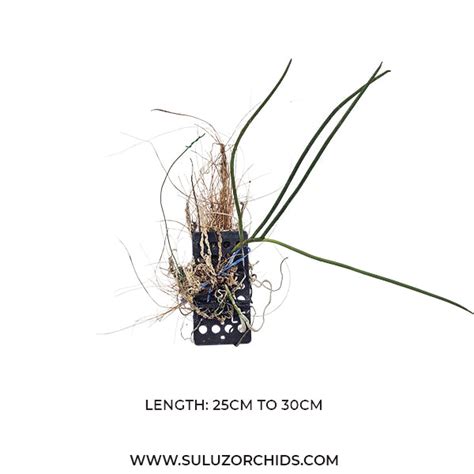 Oncidium Exotic Orchid Cordiglottis Filiformis ( CORDI FILFORM )