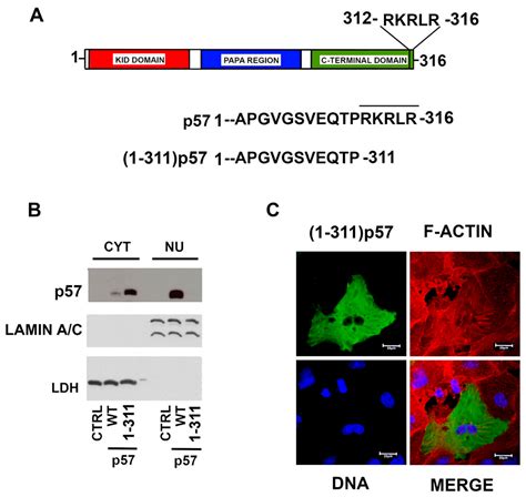 A Beckwith–Wiedemann-Associated CDKN1C Mutation Allows the ...