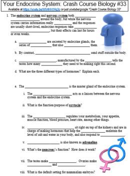 Crash Course Endocrine System 的图像结果