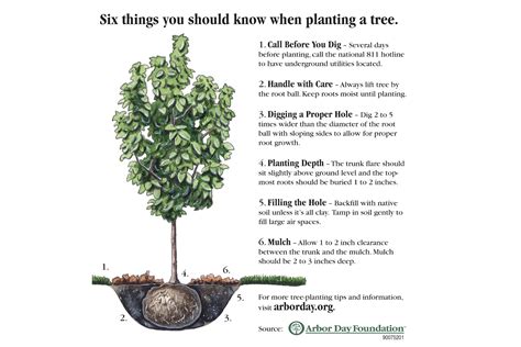 Image result for Tree-Planting Steps