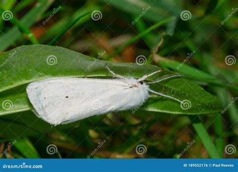 Virginian Tiger Moth - Spilosoma Virginica Stock Photo - Image of ...