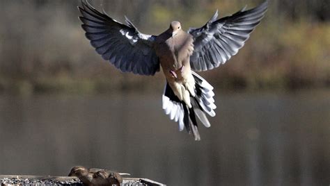 Fall arrives for hunters with start of dove season