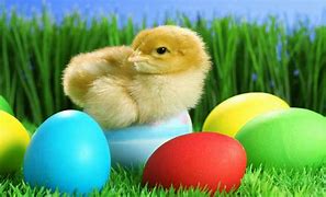 Image result for Cute Easter Chick Clip Art