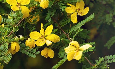 Standardized Extracts & Phyto Chemicals Manufacturer & Producer in India