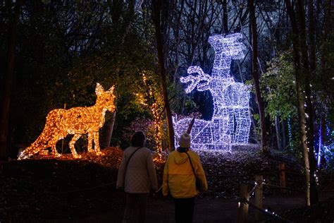 Wild Lights 2025 | Best Holiday Light Show in Detroit | Detroit Zoo