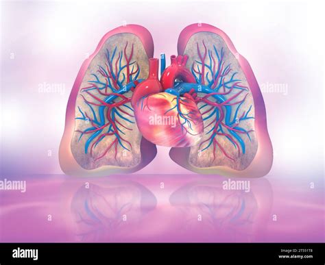 Human lungs and heart on abstract medical background. 3d illustration ...
