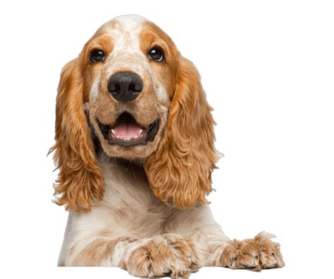 Image result for IDEXX Cornerstone Tutorial