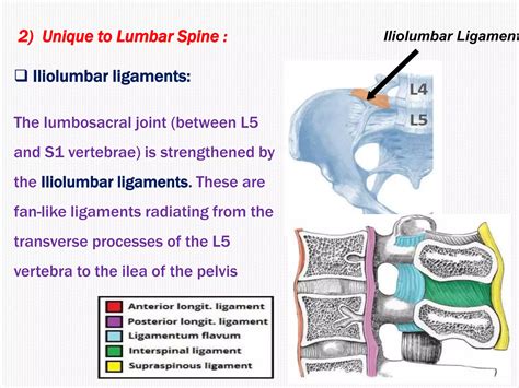 2 anatomy of ls coccyx and sacrum | PPTX
