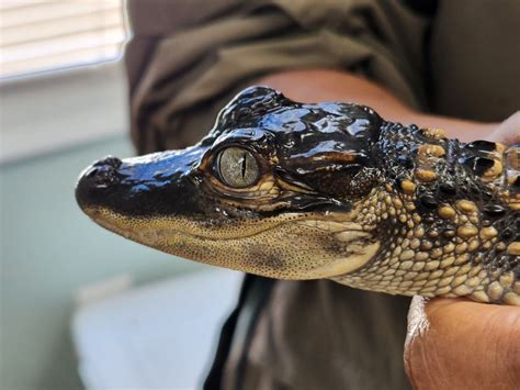 Meet the Reptiles at Warren County Library, 10 Warren St, Warrenton, GA ...